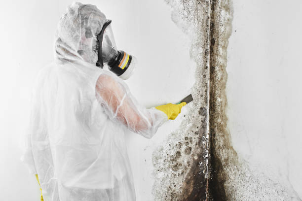 Best Residential Mold Removal  in East Point, GA