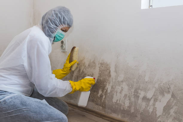 Best Toxic Mold Removal  in East Point, GA